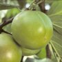 Pruimenboom 'Reine Claude Verte' leivorm laag (kruisbestuivend)